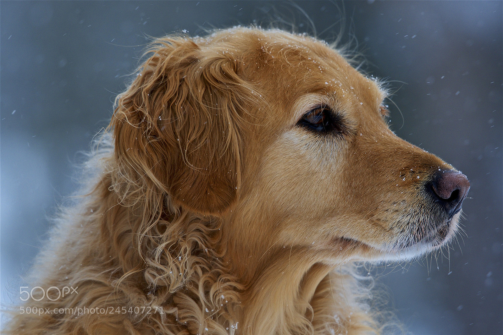 Nikon D600 sample photo. Loyal and true photography