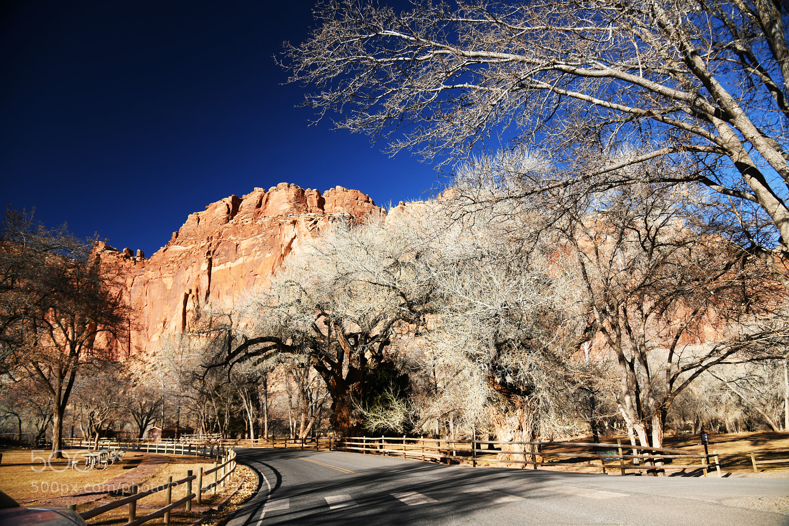 Nikon D850 sample photo. Capitol reef cottonwoods photography