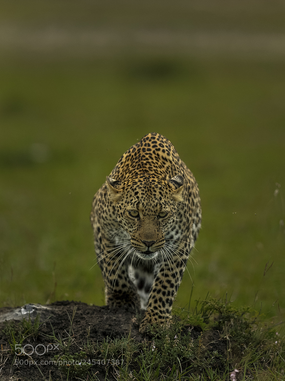 Canon EOS-1D X sample photo. Stalking photography