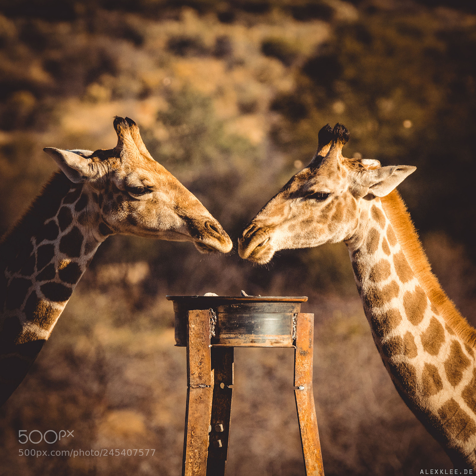 Canon EOS 7D Mark II sample photo. The two giraffes photography