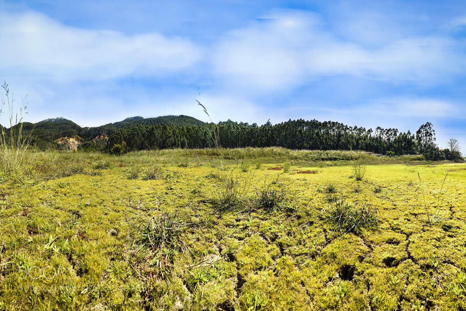 Sony a7R II sample photo. Peaceful yellow photography