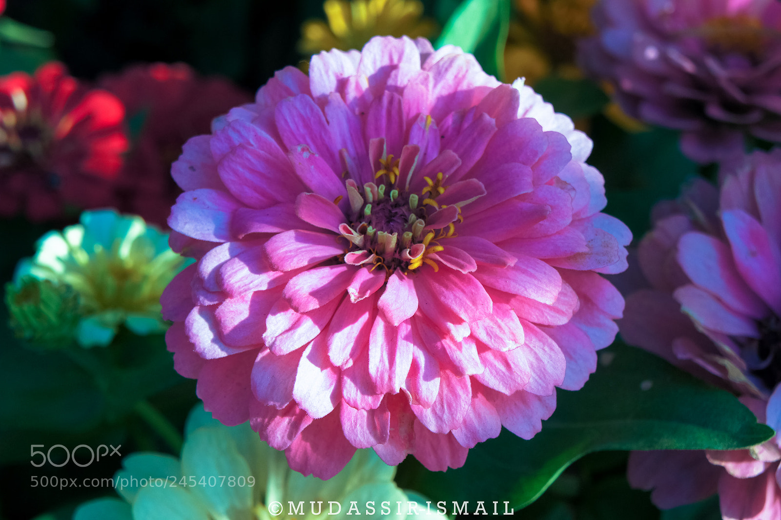 Sony Alpha NEX-3 sample photo. Zinnia elegans photography
