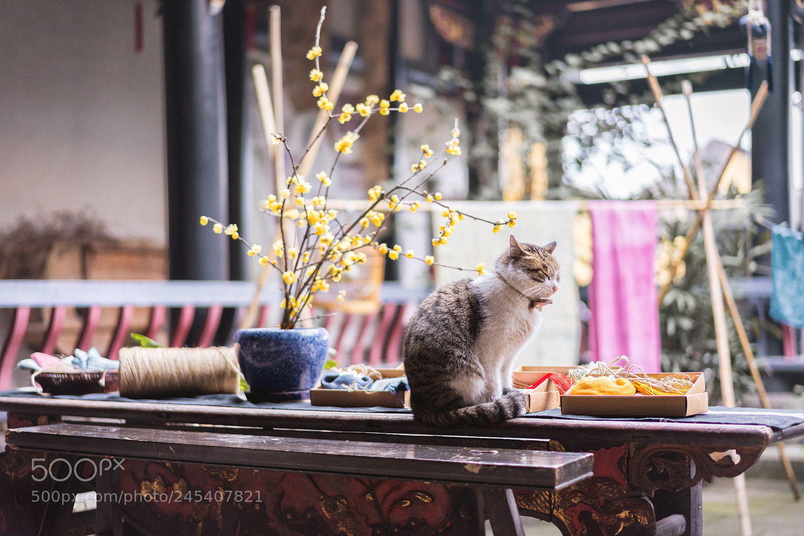 Sony a7 II sample photo. 腊梅与猫 photography