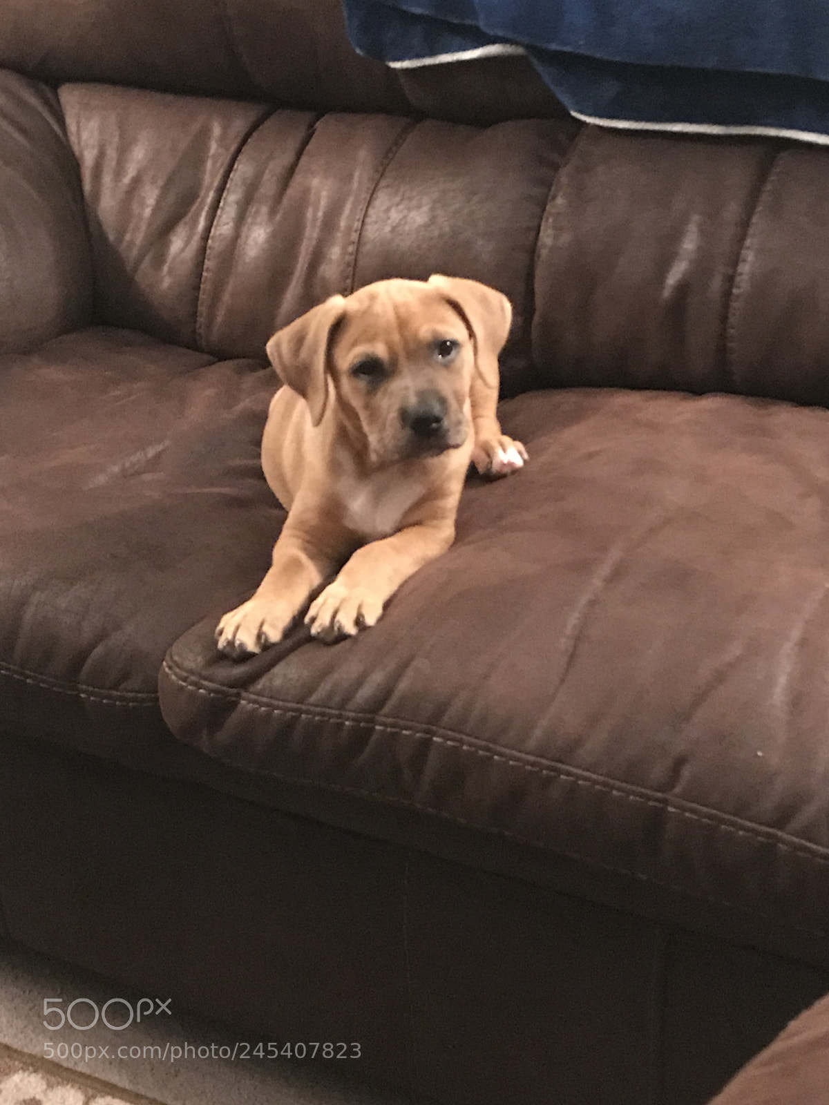 Apple iPhone 7 Plus sample photo. Zeus at 2 months old photography