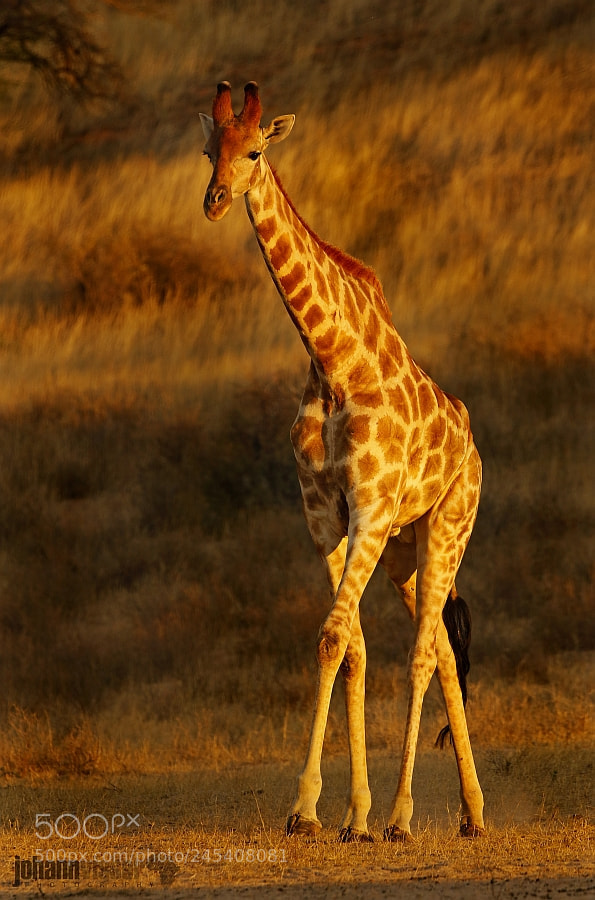 Canon EOS 7D Mark II sample photo. A graceful gentle creature photography