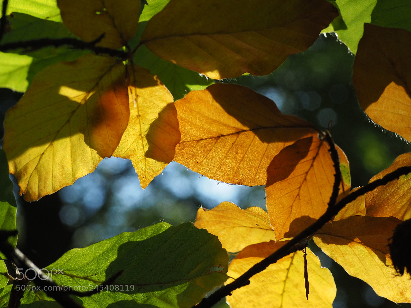 Olympus OM-D E-M1 sample photo. Autumn beech leaves photography