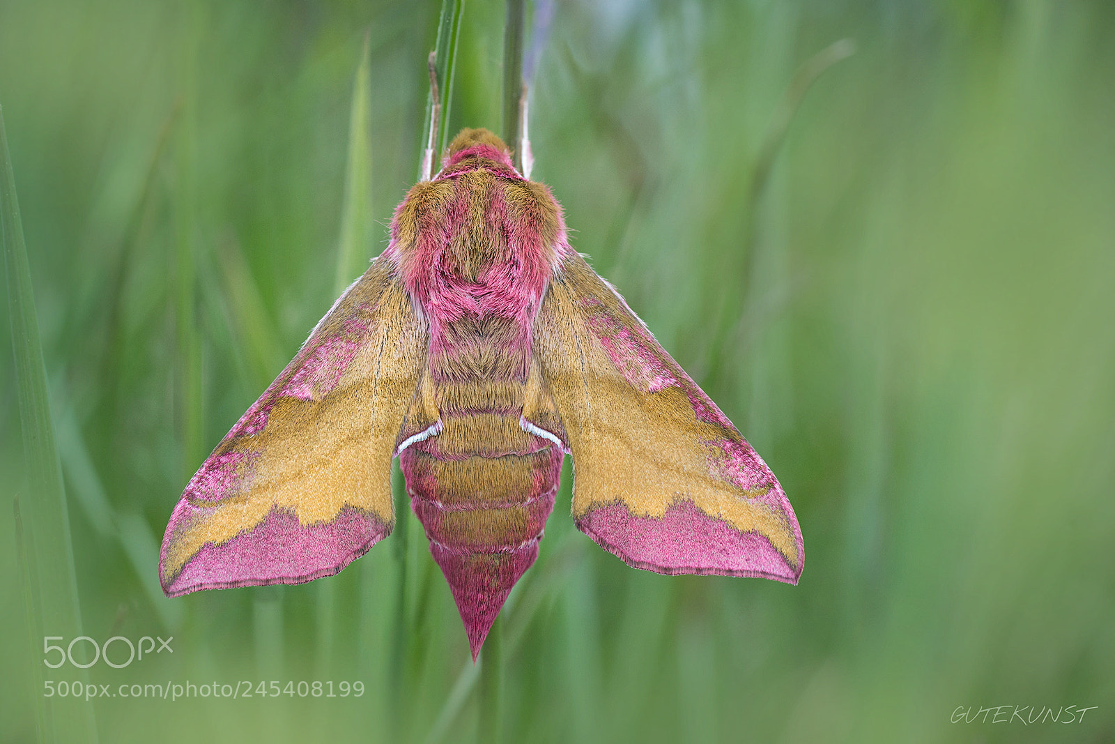 Sony ILCA-77M2 sample photo. Butterfly (deilephila porcellus) photography