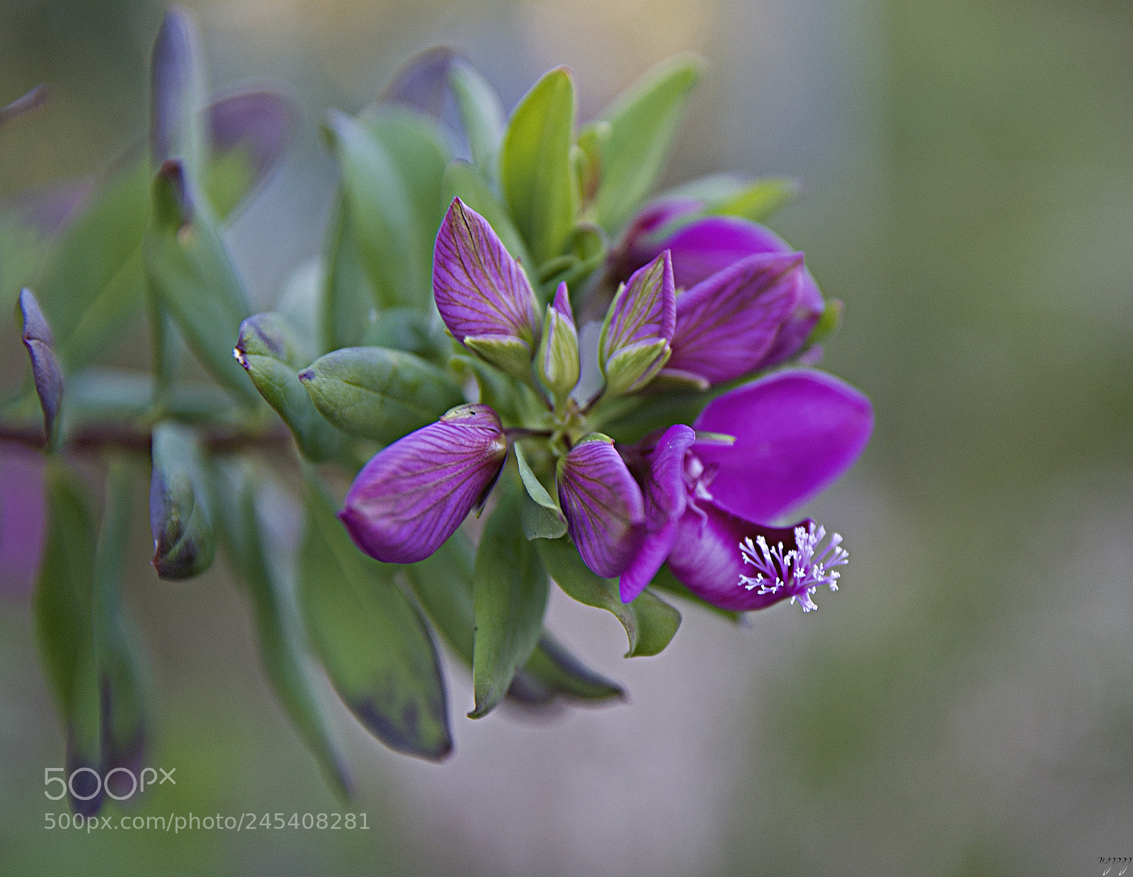 Nikon D3100 sample photo. You are a valuable... photography