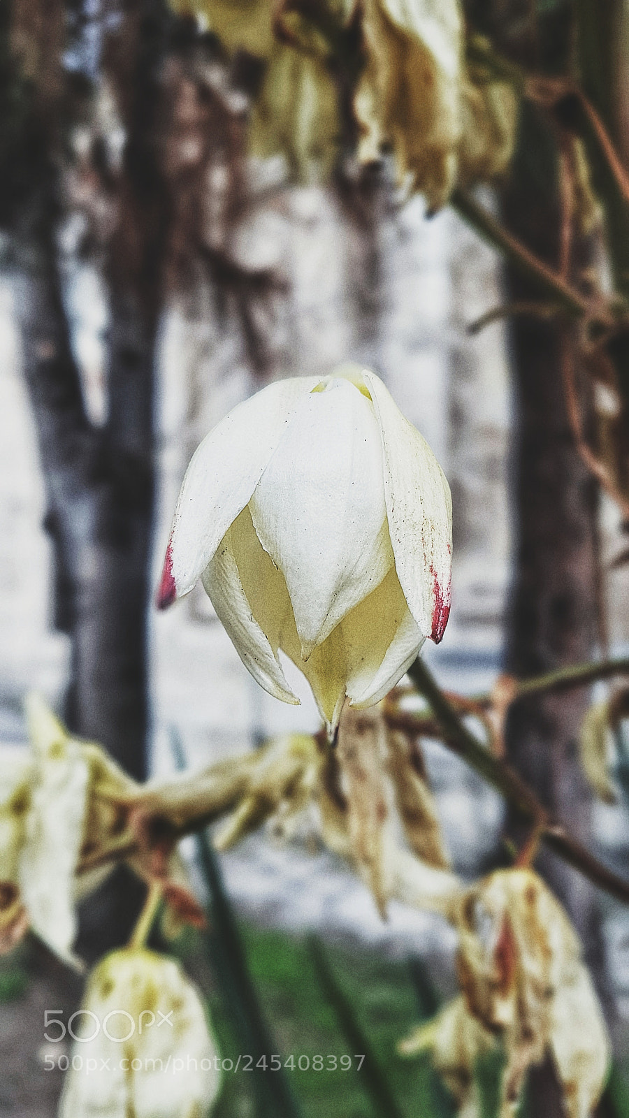 Samsung Galaxy S7 Edge sample photo. Untitled photography