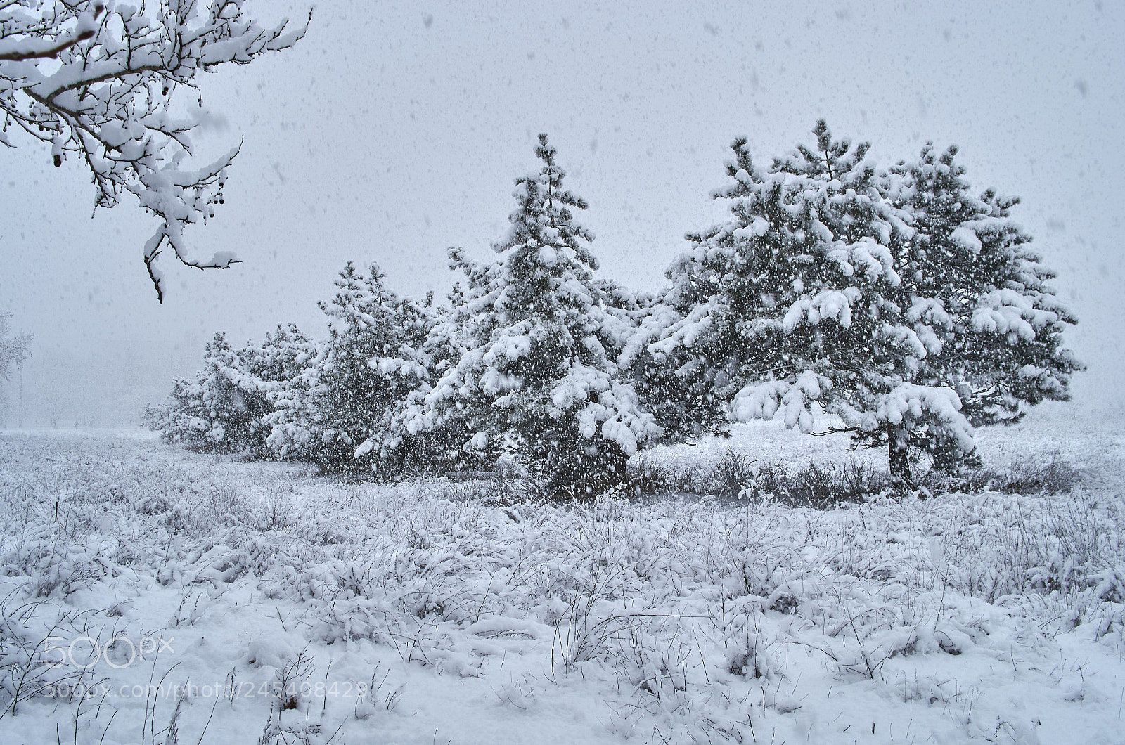 Pentax K-5 II sample photo. Pines photography