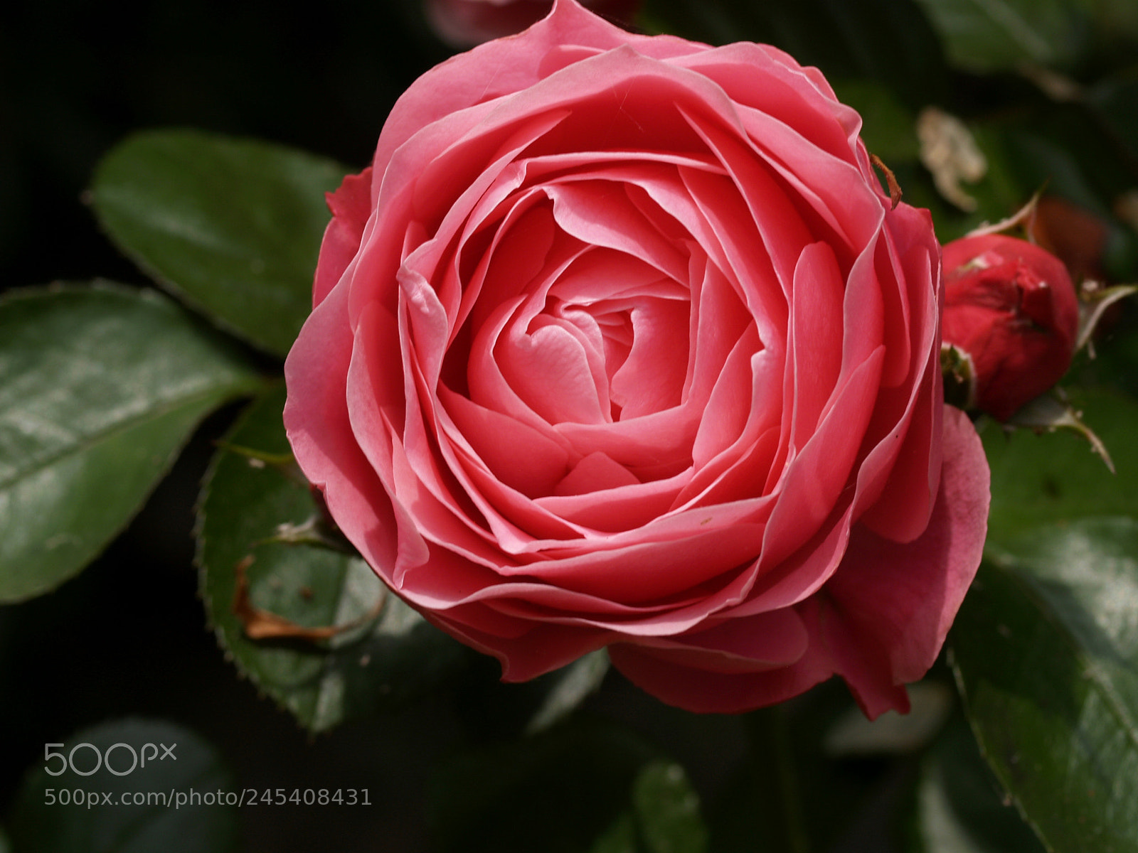 Olympus E-300 (EVOLT E-300) sample photo. Leonardo da vinci rose photography