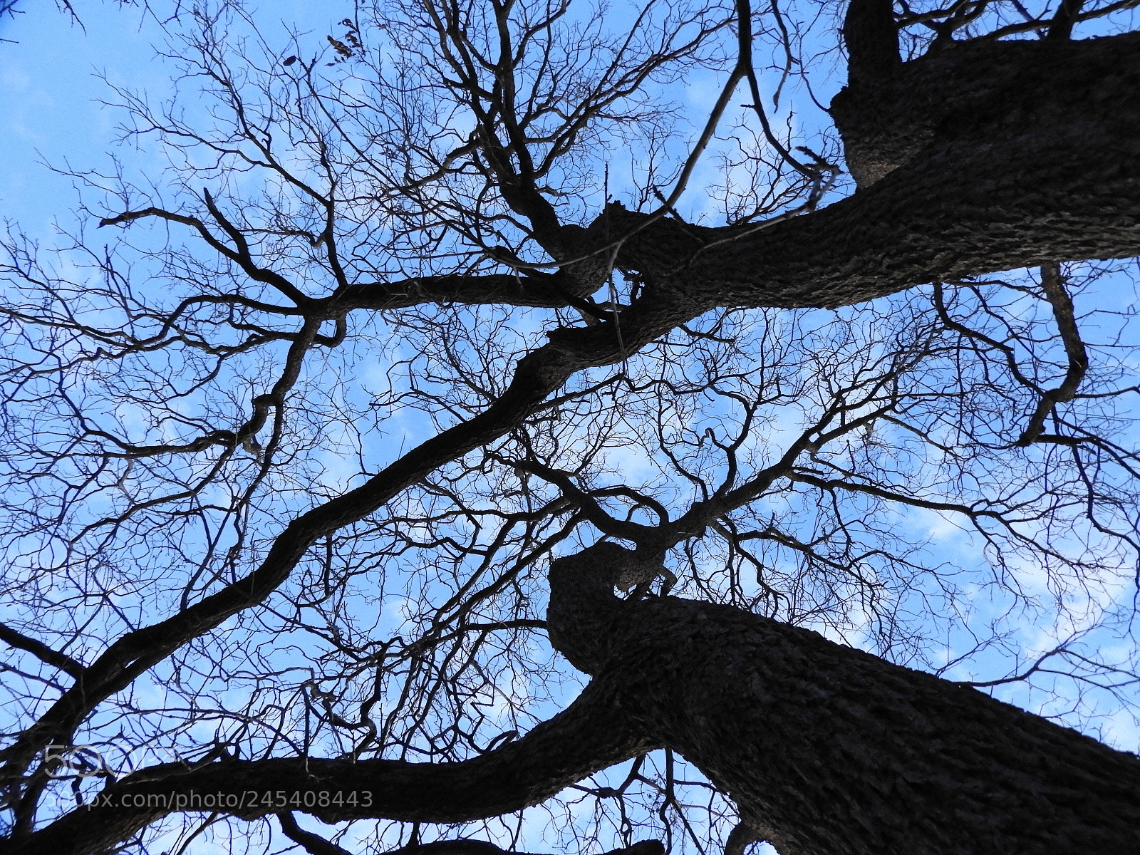 Nikon Coolpix B700 sample photo. Blue sky from below photography