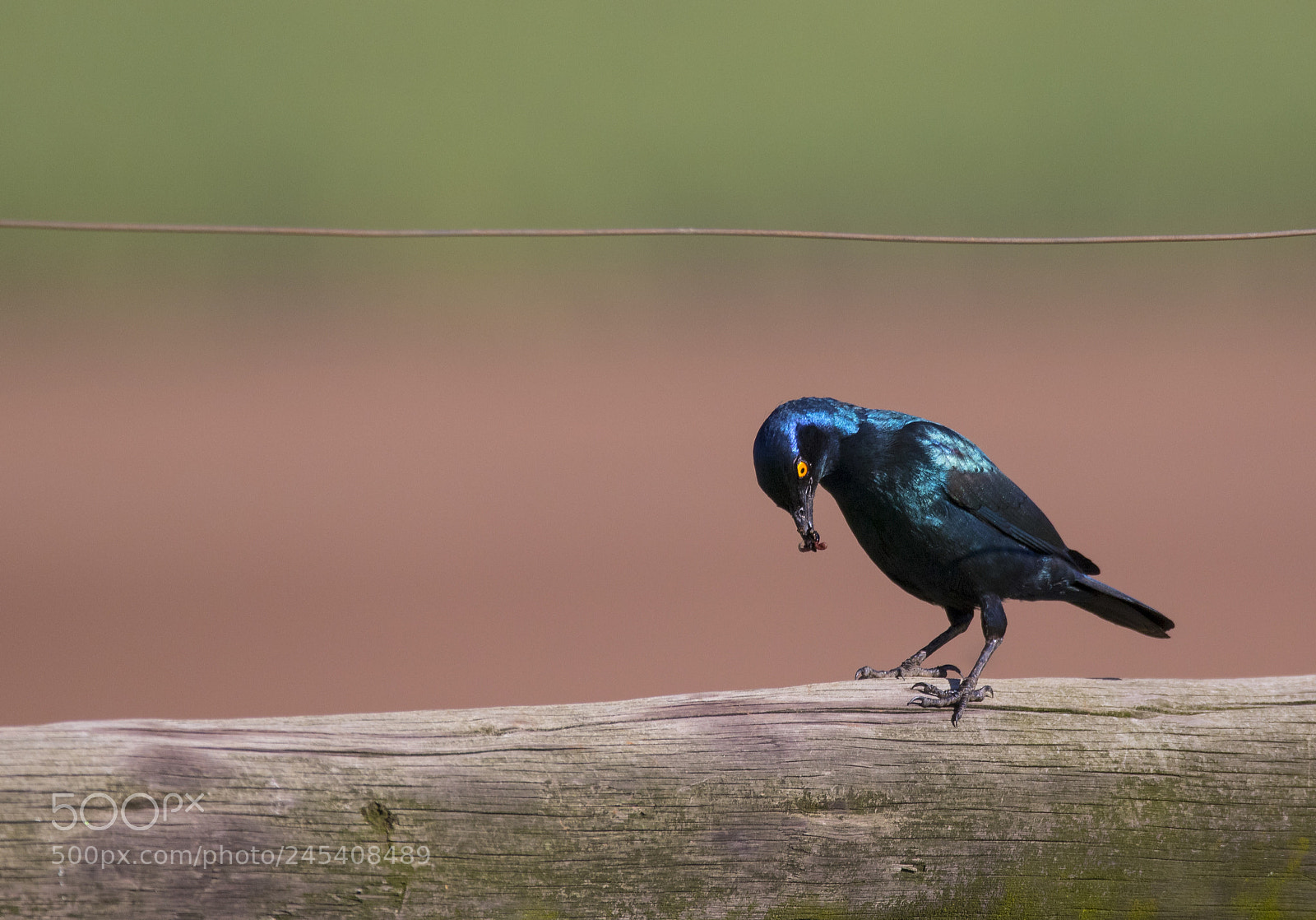 Canon EOS 7D Mark II sample photo. Bluebird and worm photography