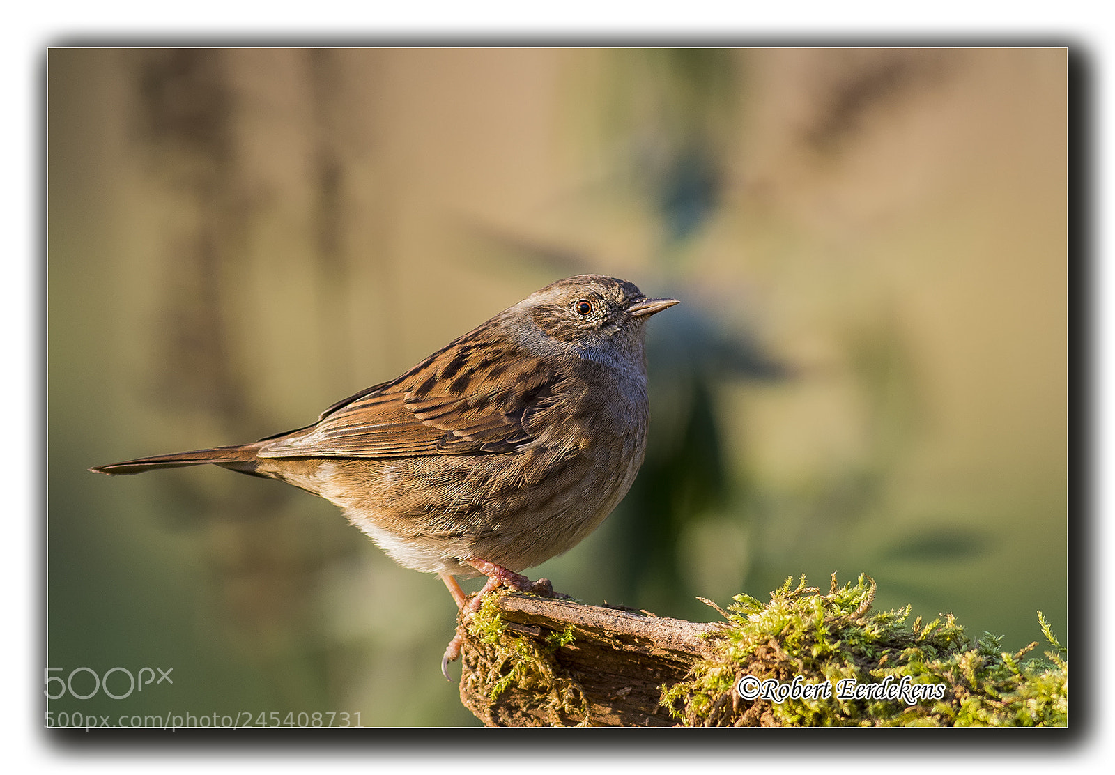 Nikon D7100 sample photo. Dunnock photography