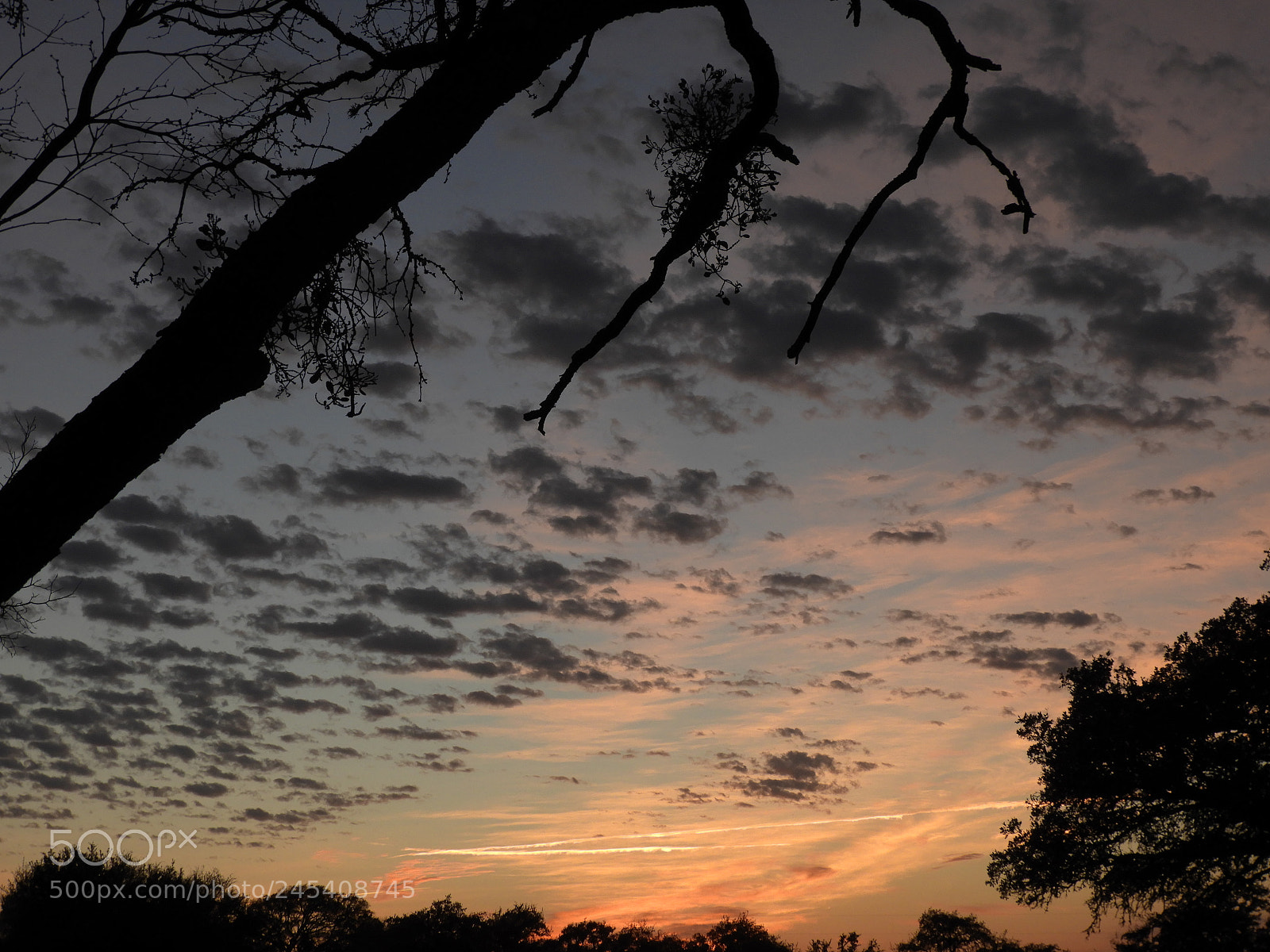 Nikon Coolpix B700 sample photo. Sunset from under mesquite photography