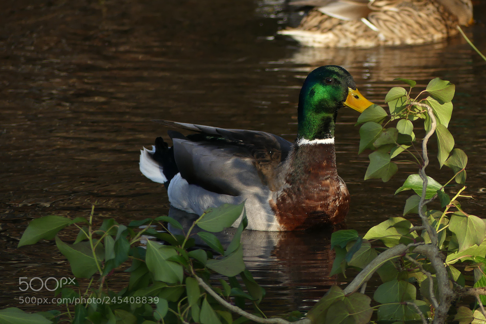 Panasonic Lumix DMC-FZ300 sample photo. Duck in the river photography