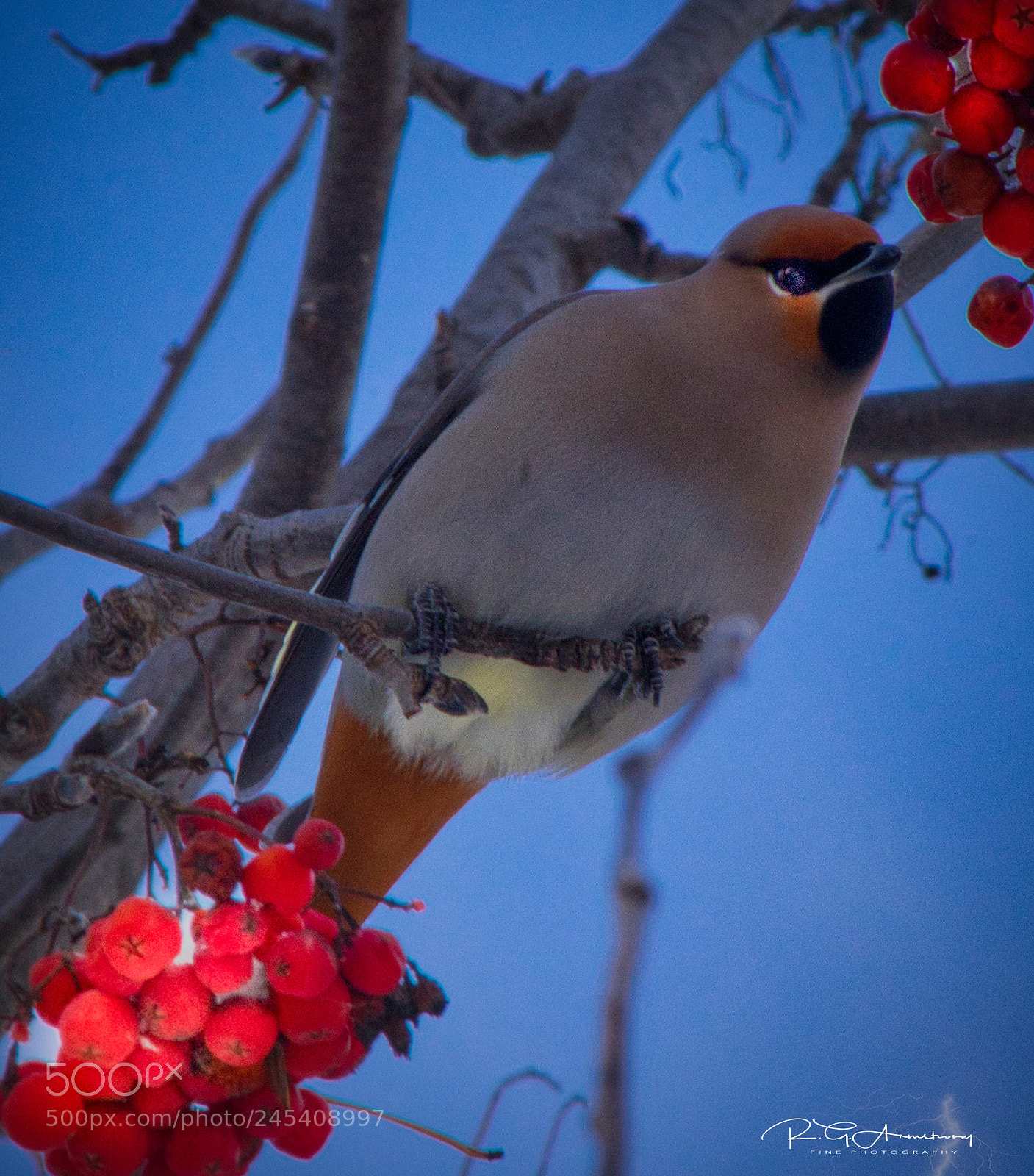 Pentax K-3 II sample photo. Cedar waxwing photography