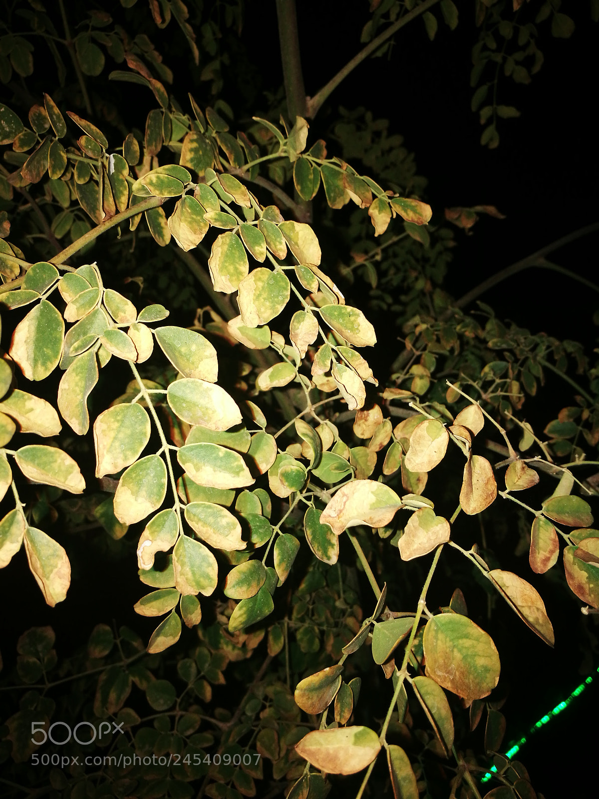 HUAWEI P9 Plus sample photo. Untitled photography