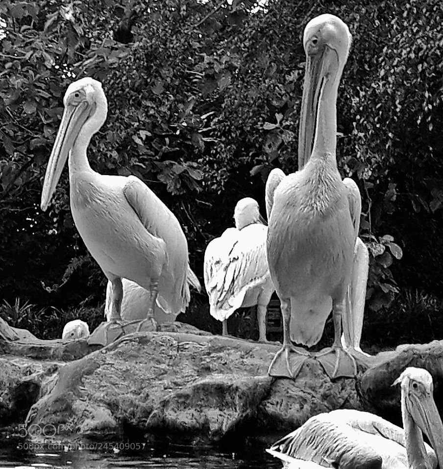 Samsung Galaxy S4 sample photo. Swans perched upon a photography