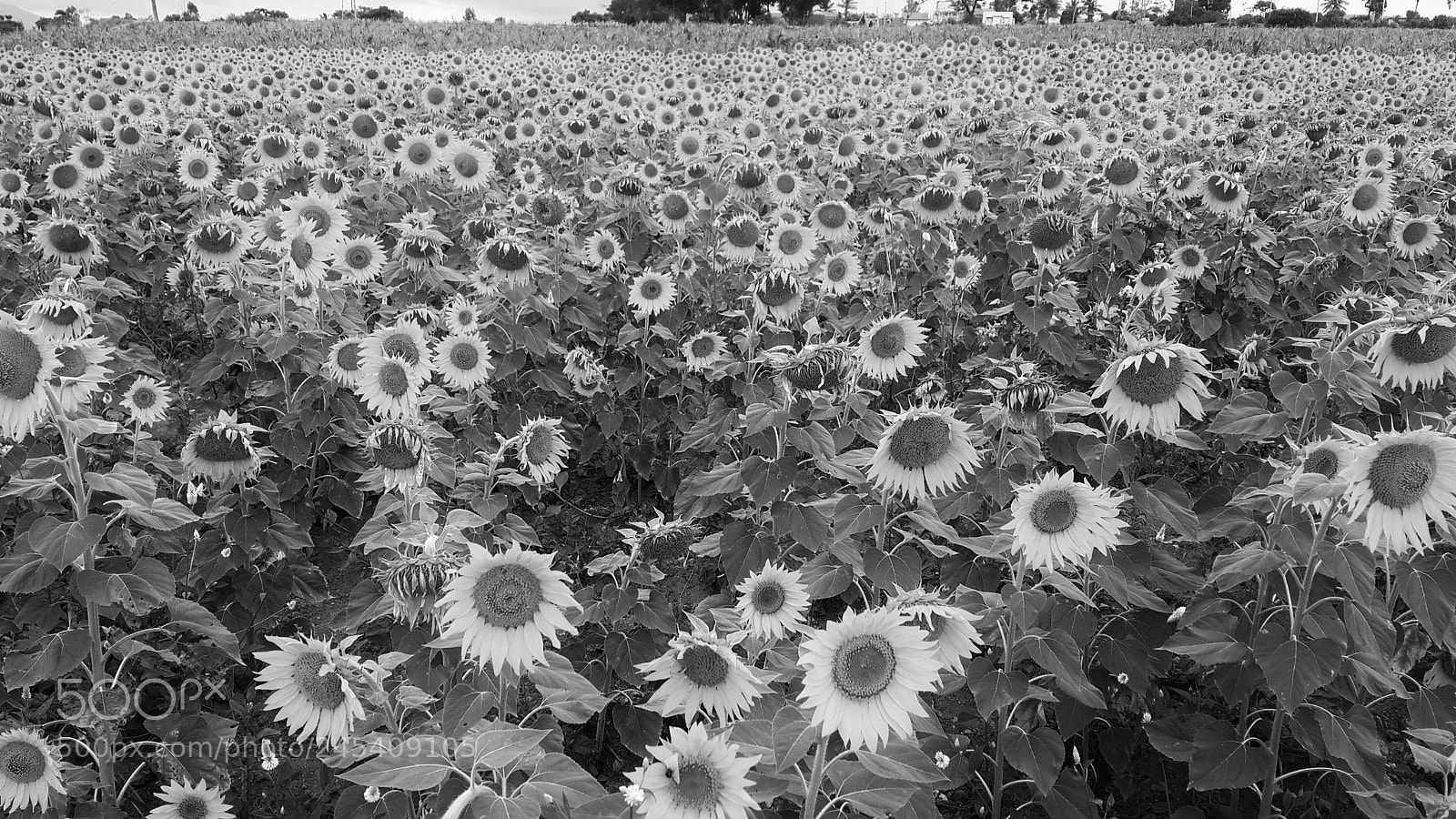 Samsung Galaxy S4 sample photo. Roadside sunflowers photography