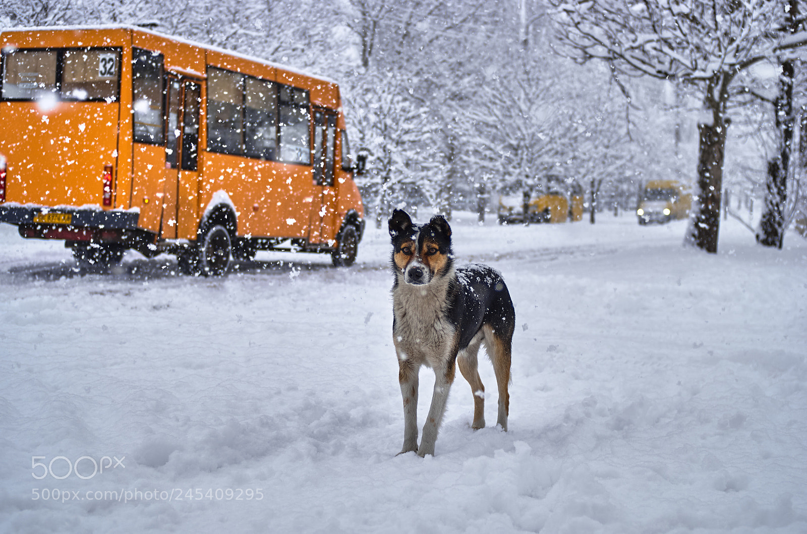 Pentax K-5 II sample photo. Winter dog photography
