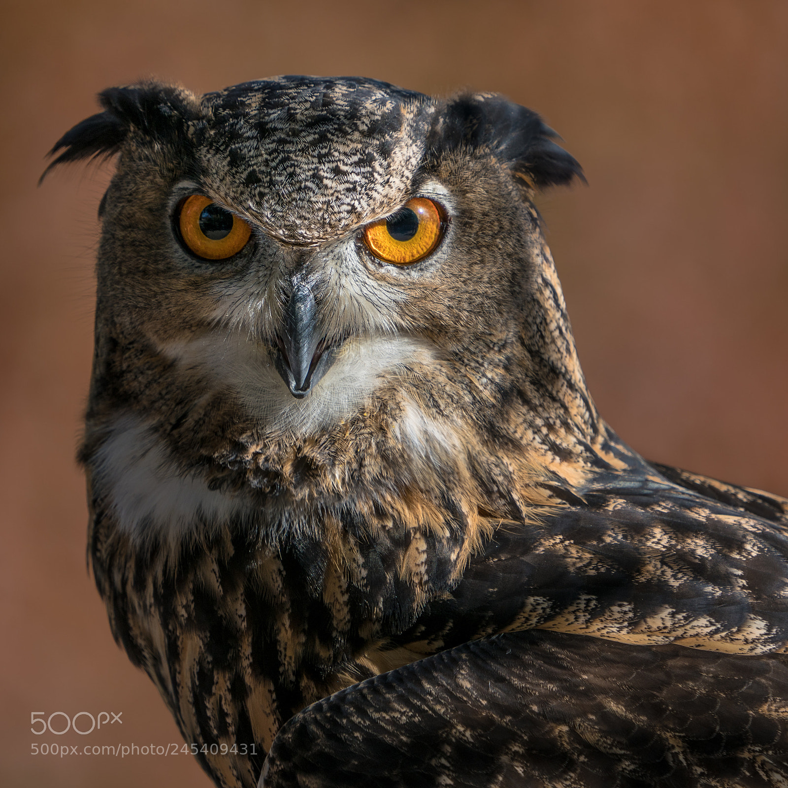 Sony a9 sample photo. Eurasian eagle owl iv photography