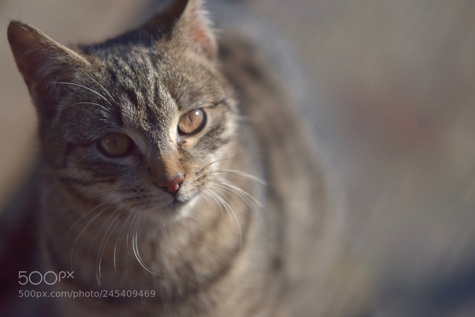 Nikon D810 sample photo. Untitled photography