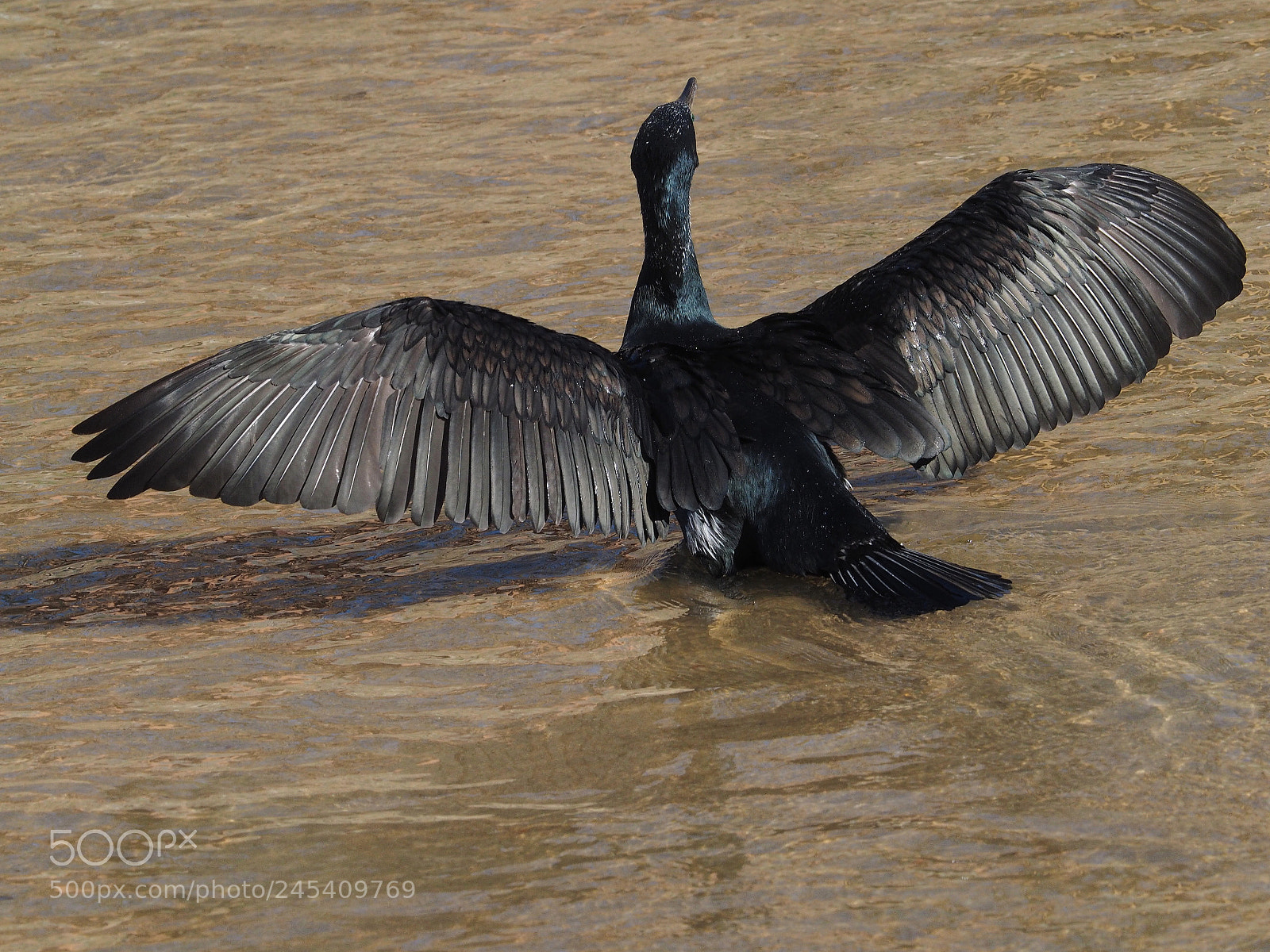 Olympus OM-D E-M1 sample photo. Cormor n grande phalacrocorax photography