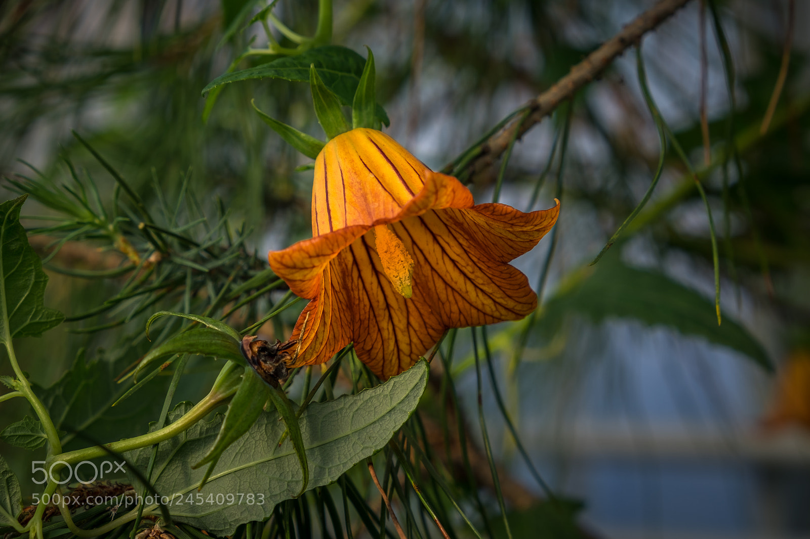 Fujifilm X-T1 sample photo. Kanaren glockenblume (canarina canariensis) photography