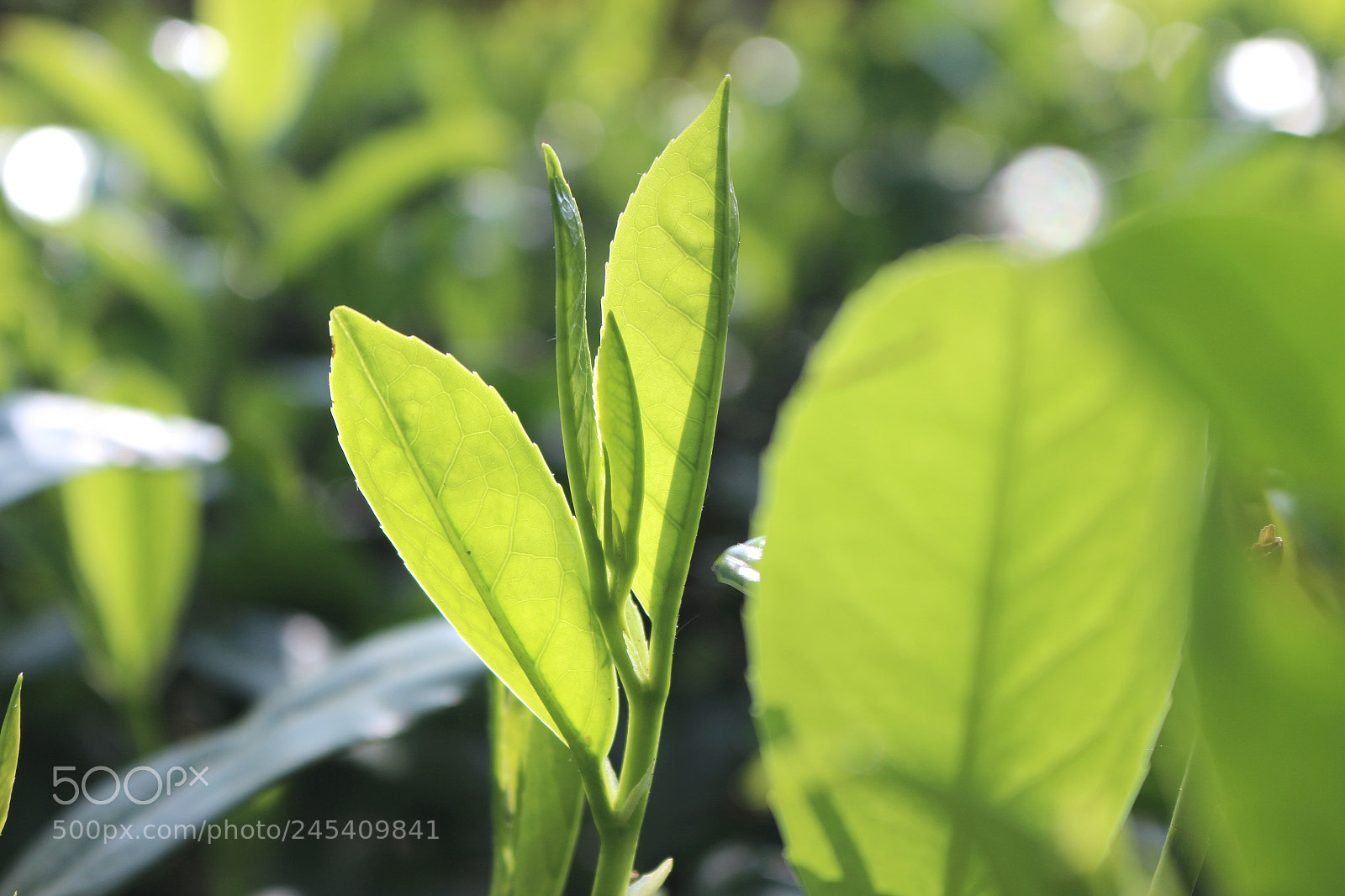 Canon EOS 70D sample photo. Green leaves in the photography