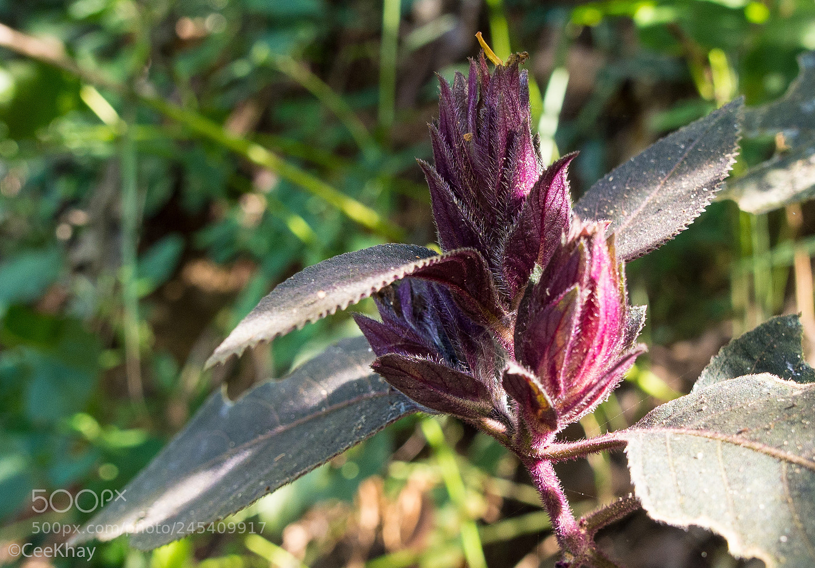Olympus OM-D E-M10 sample photo. Strange jungle plant photography