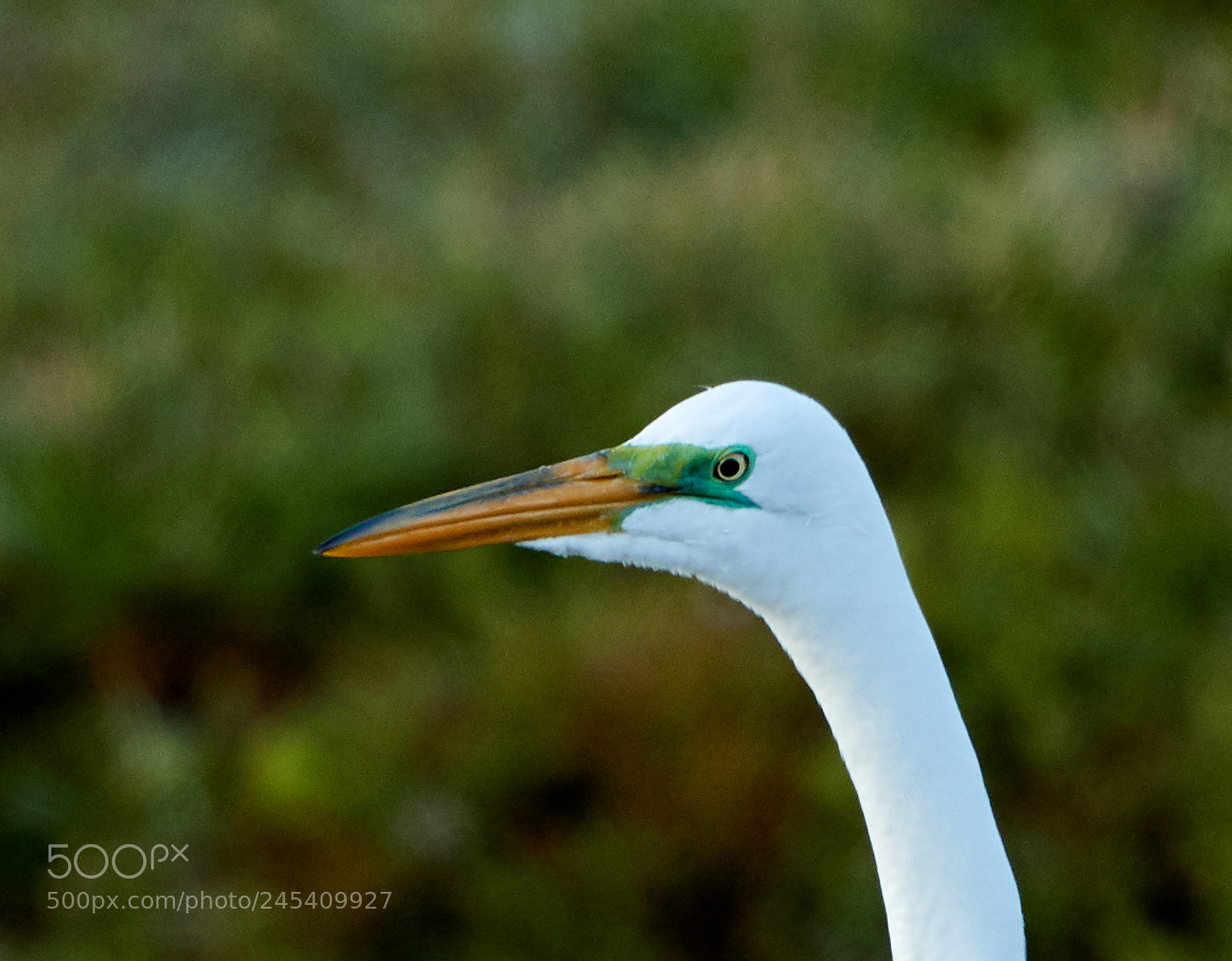 Canon EOS-1D X Mark II sample photo. 02-08-18-0002837.jpg photography