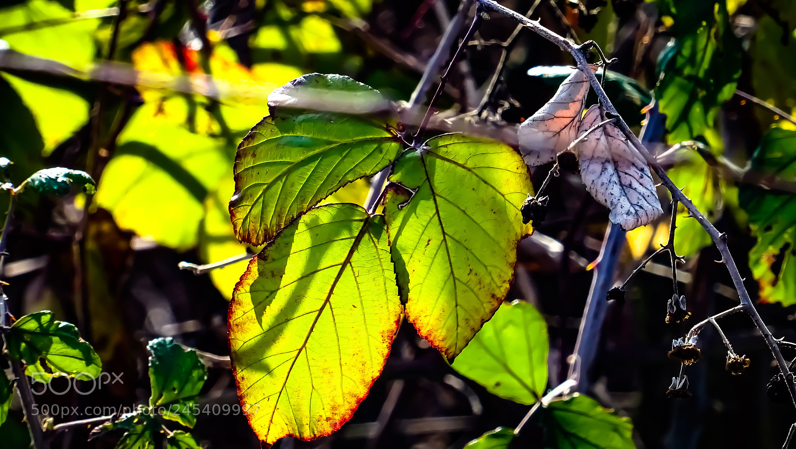 Sony DSC-HX60 sample photo. Green leaves photography