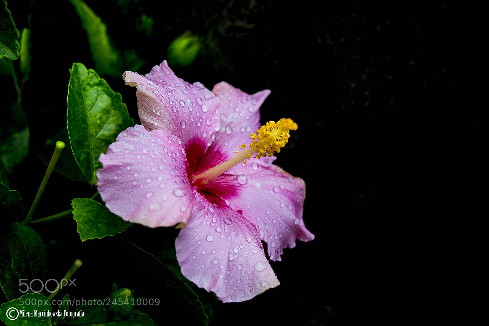 Nikon D5200 sample photo. Hibiscus photography