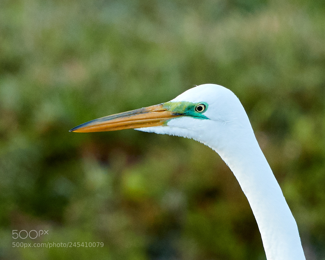 Canon EOS-1D X Mark II sample photo. 02-08-18-0002843.jpg photography