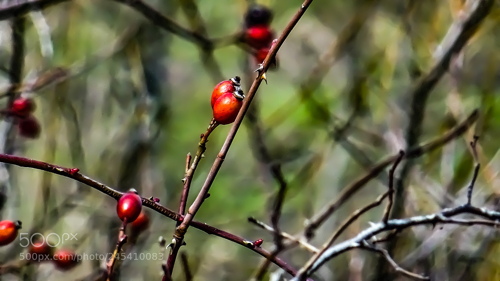 Sony DSC-HX60 sample photo. Red vegetation photography