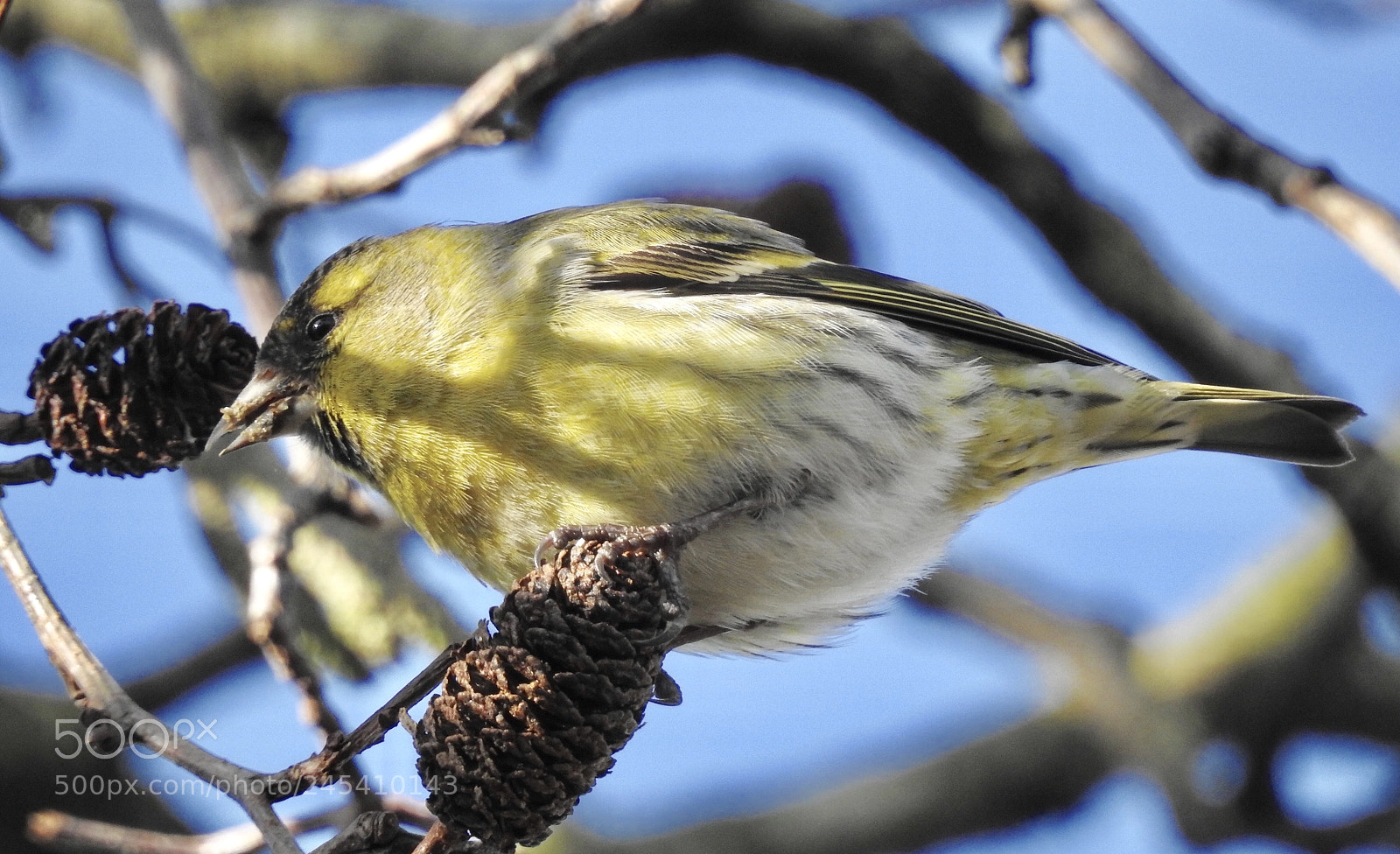 Nikon Coolpix P900 sample photo. Siskin photography