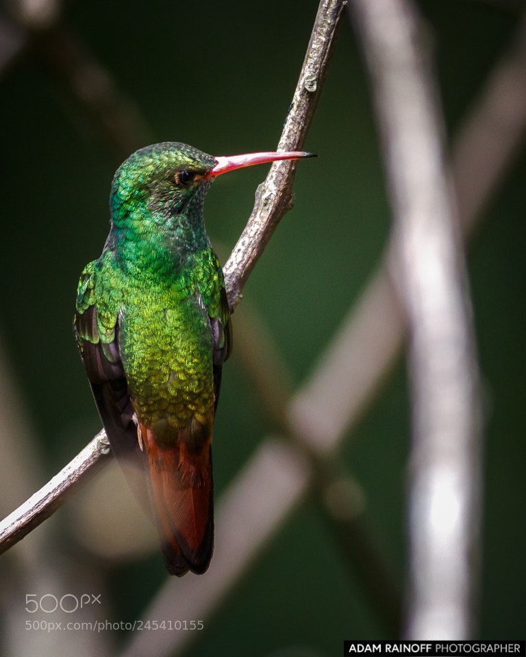 Canon EOS 70D sample photo. Rufous-tailed hummingbird jardin botanico photography