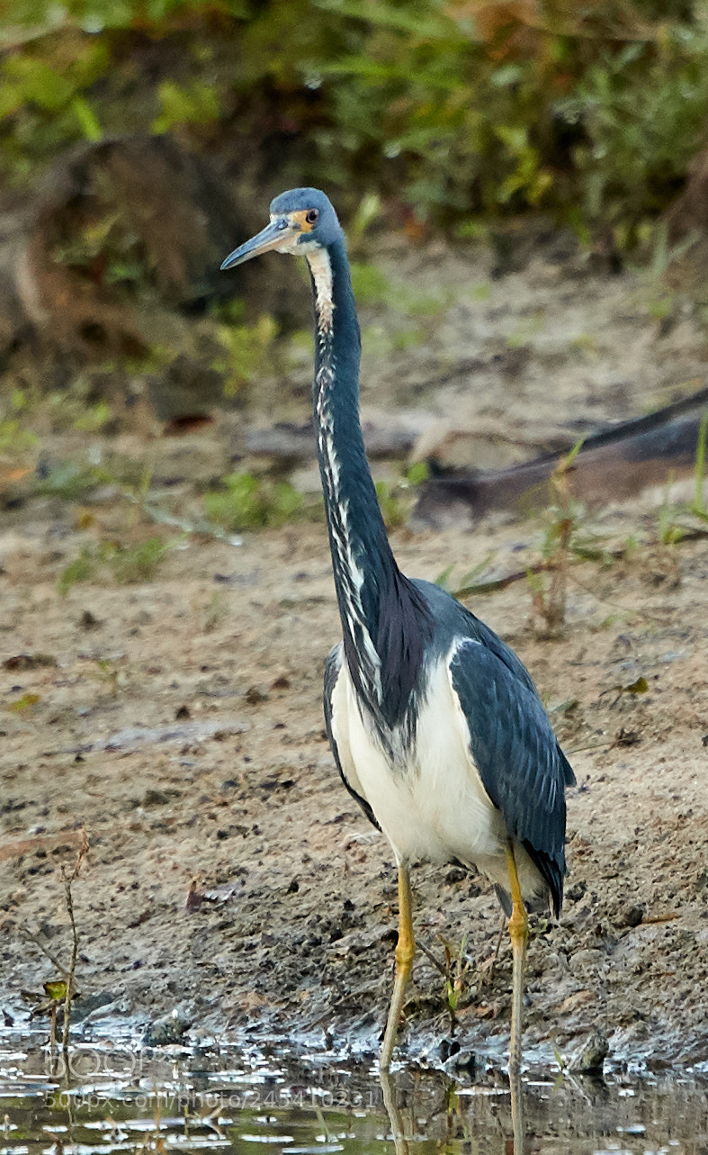 Canon EOS-1D X Mark II sample photo. 02-08-18-0002864.jpg photography