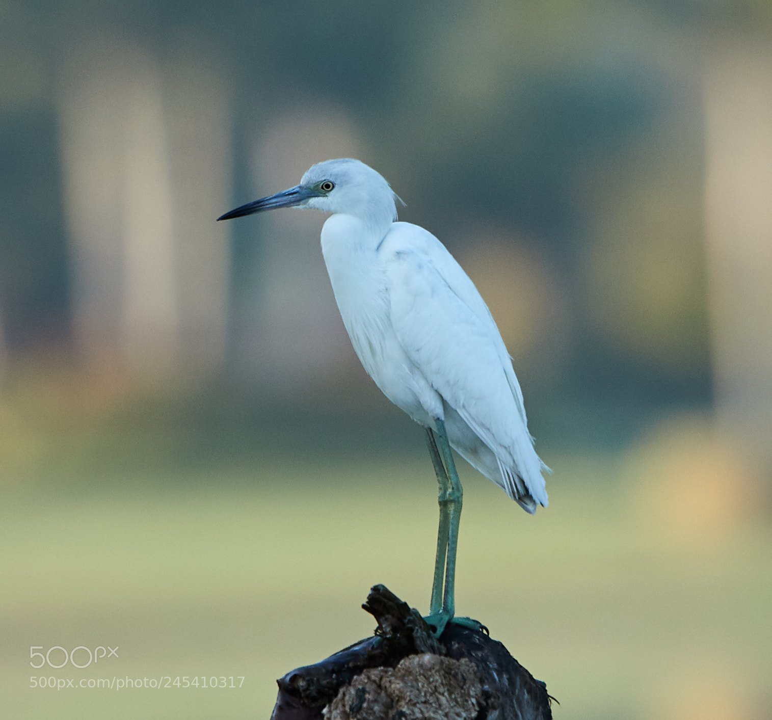 Canon EOS-1D X Mark II sample photo. 02-08-18-0002878.jpg photography