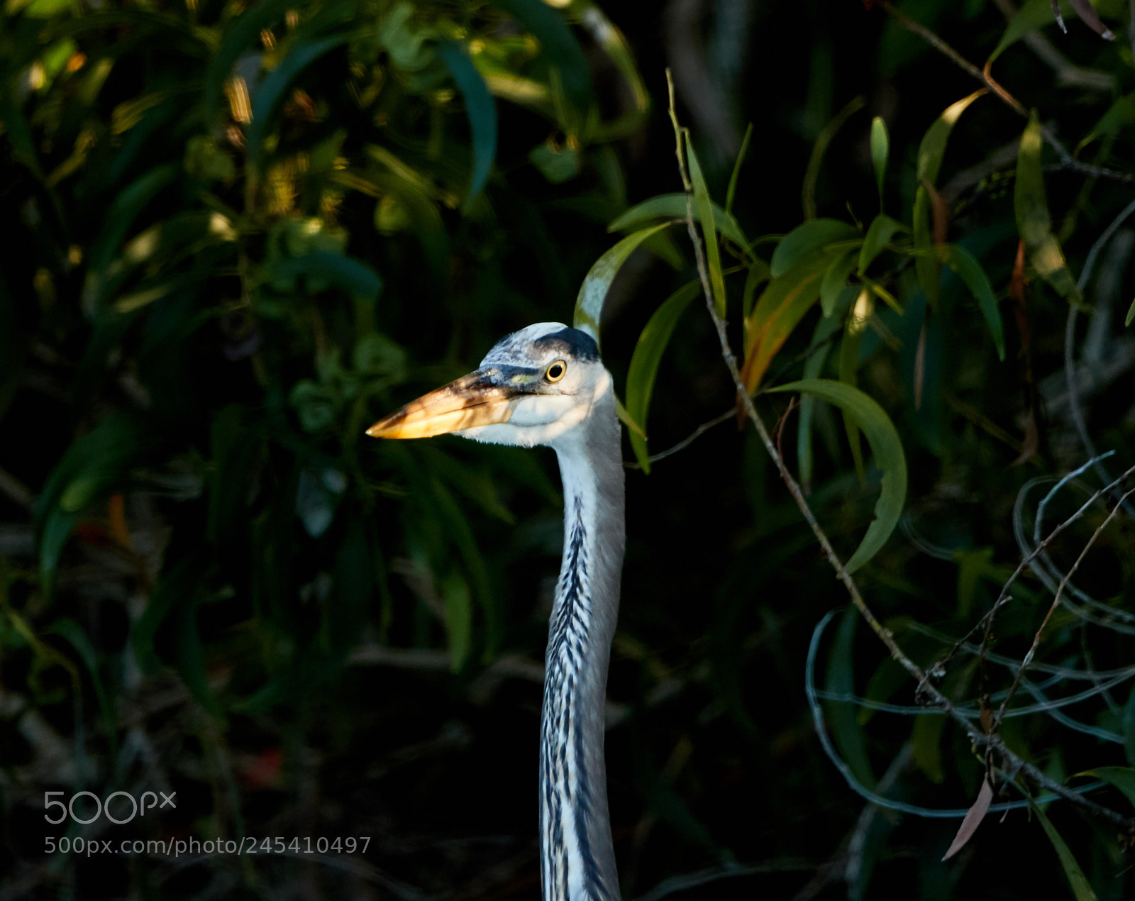 Canon EOS-1D X Mark II sample photo. 02-08-18-0002884.jpg photography