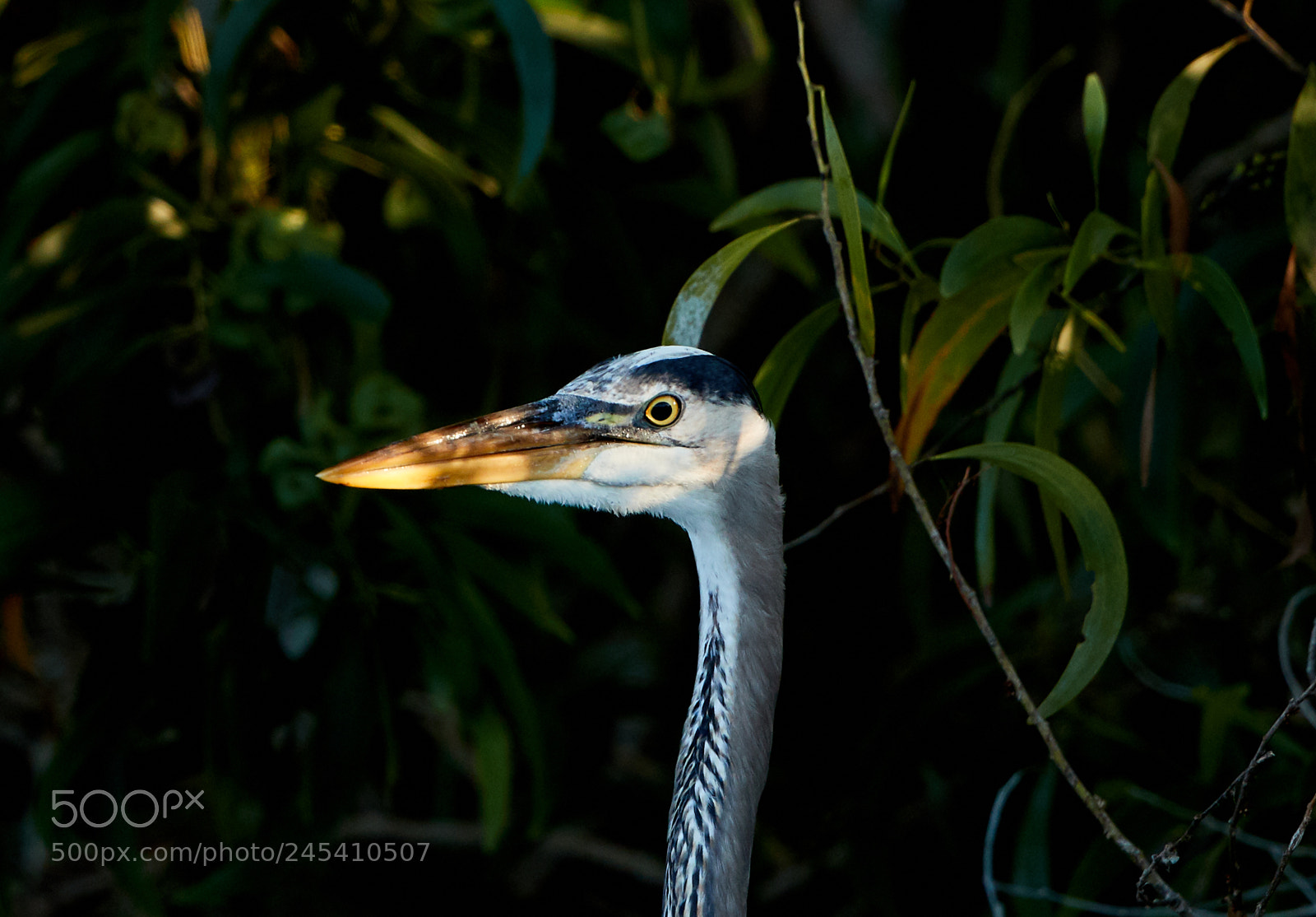 Canon EOS-1D X Mark II sample photo. 02-08-18-0002888.jpg photography