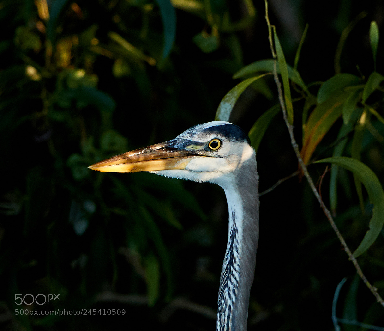 Canon EOS-1D X Mark II sample photo. 02-08-18-0002889.jpg photography