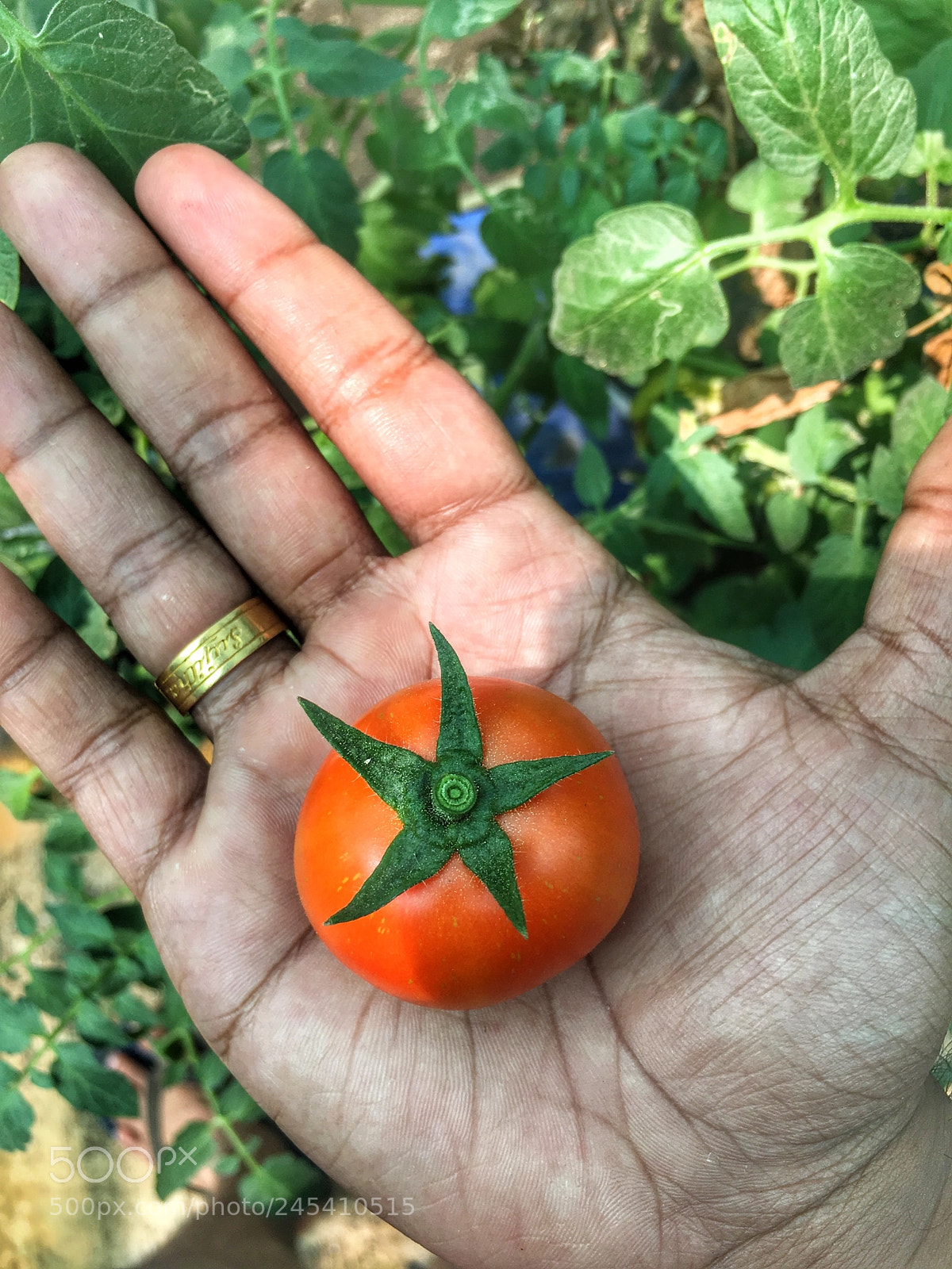 Apple iPhone 6s Plus sample photo. Tomato.... photography