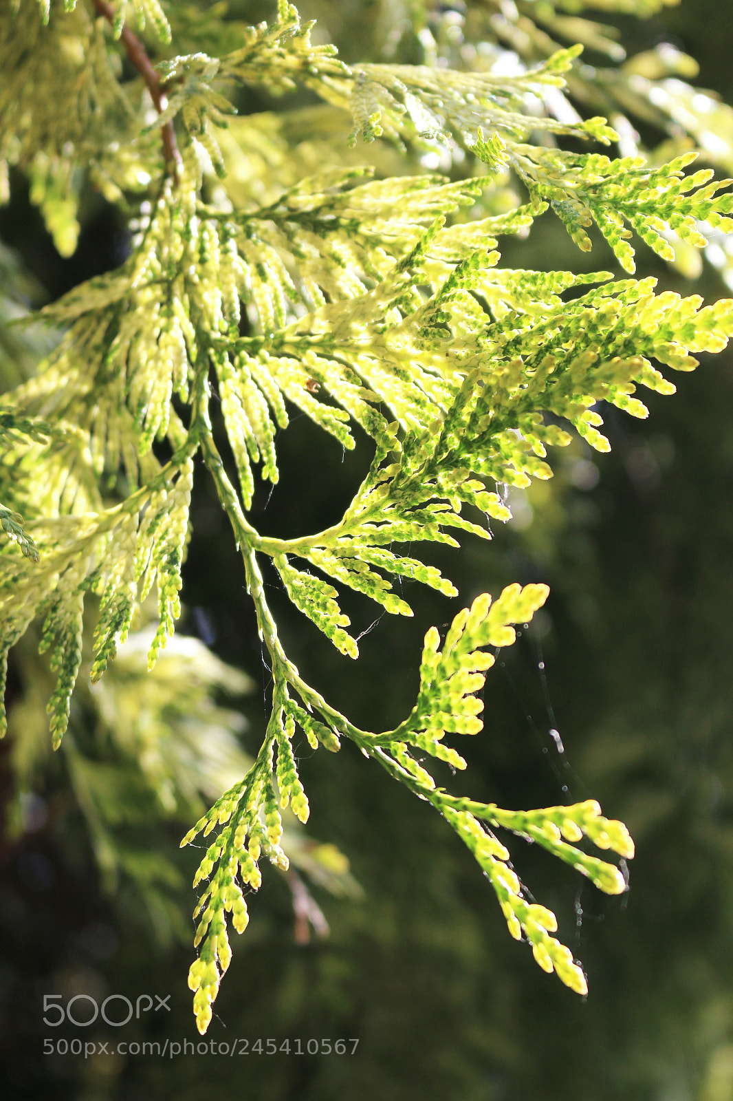 Canon EOS 70D sample photo. Fern leaves in the photography