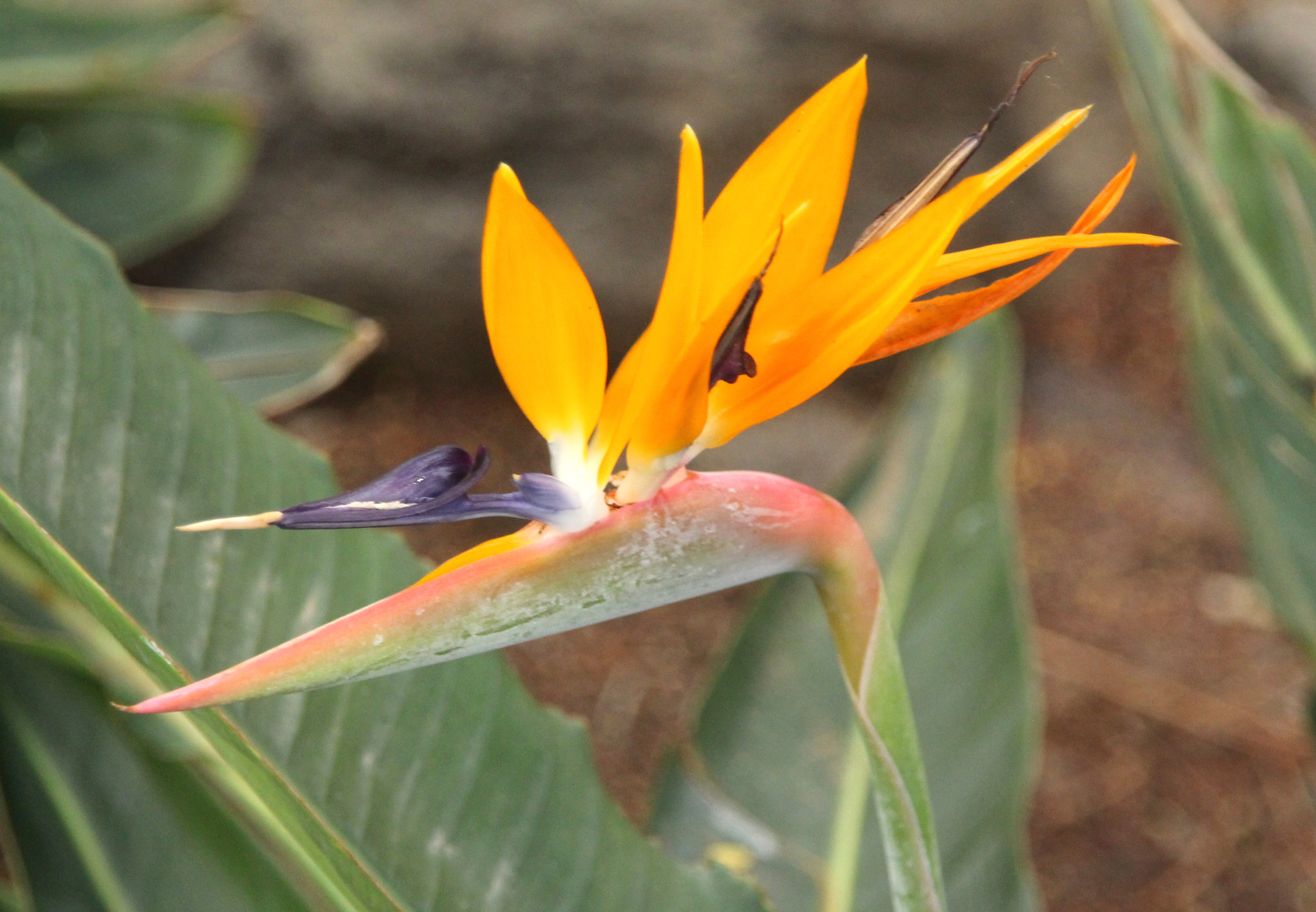 Sigma 18-200mm f/3.5-6.3 DC OS sample photo. Parrot flower photography