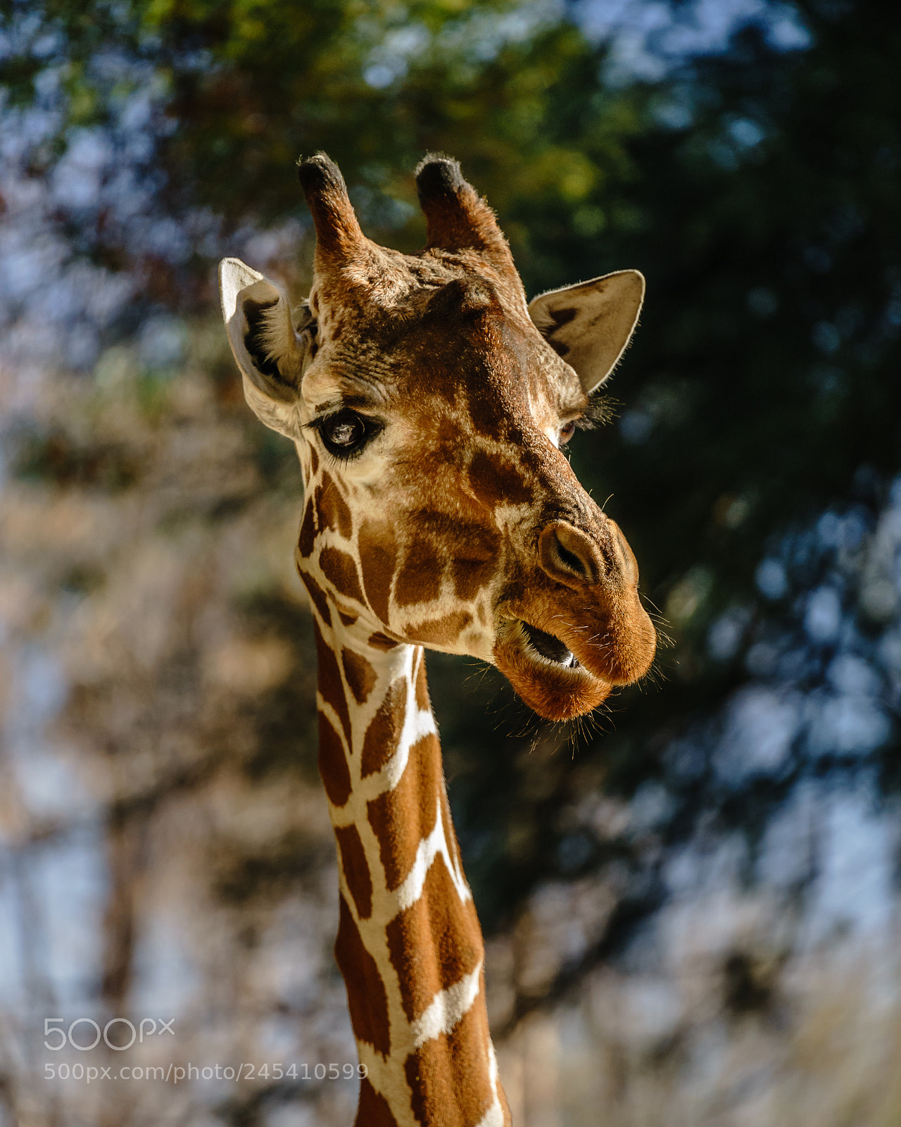 Sony a7 II sample photo. Oh hello! photography
