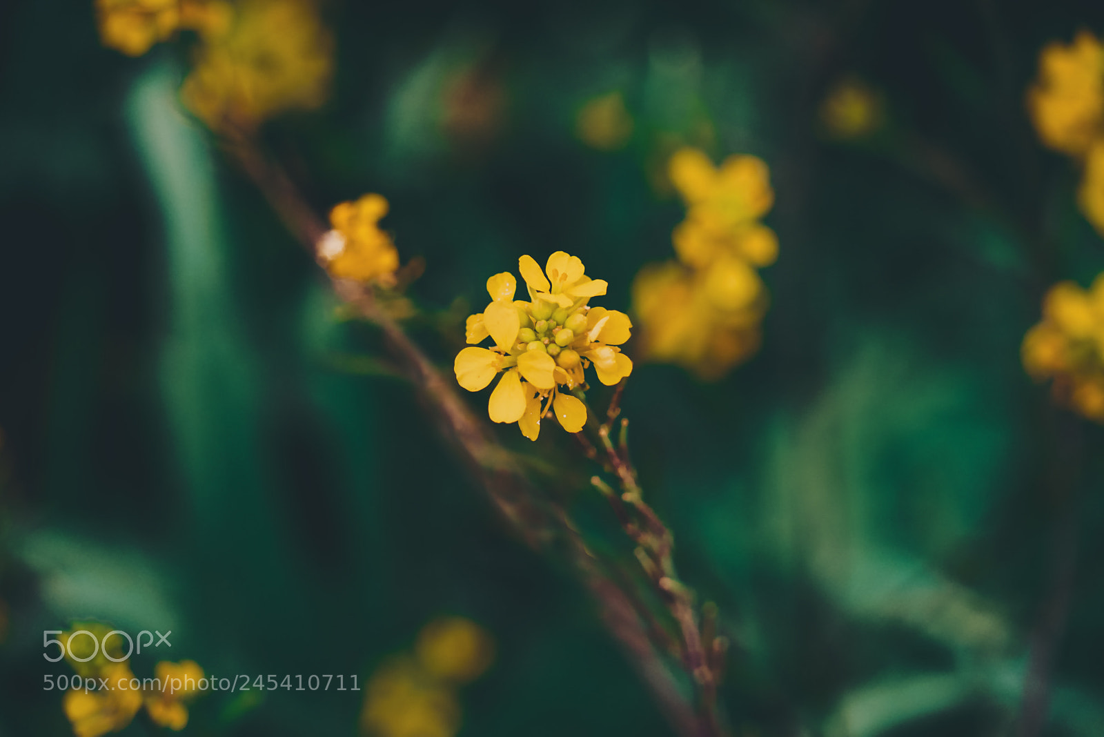 Sony a7R II sample photo. Yellow nature photography