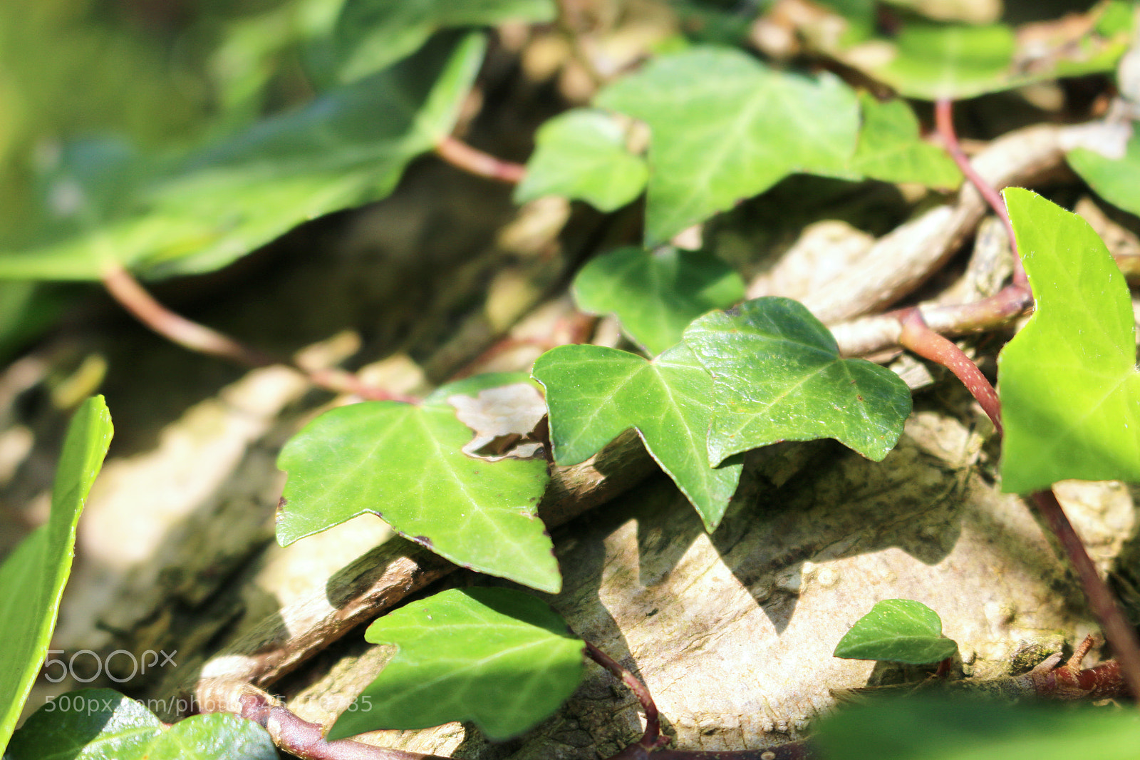 Canon EOS 70D sample photo. Ivy leaves on tree photography