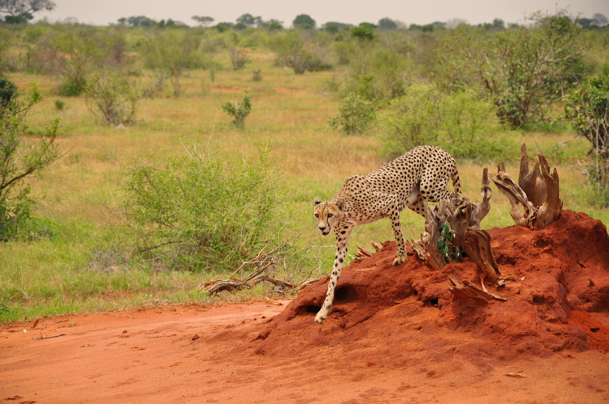 Nikon D5000 sample photo. Gepard photography